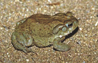 toad